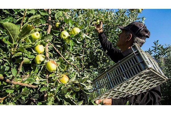 افزایش 8.6 درصدی صادرات محصولات کشاورزی در دوره کرونا