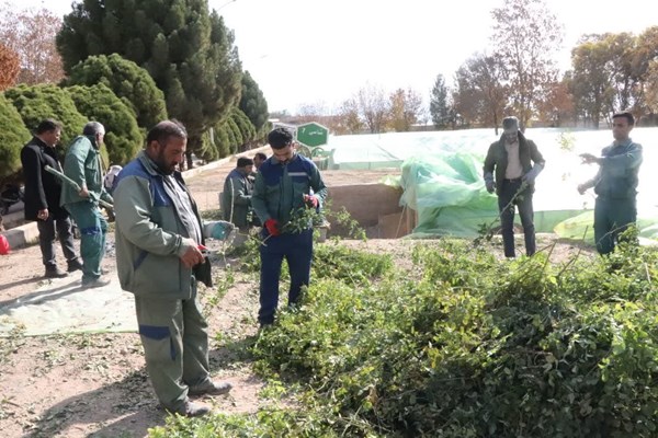 کاشت پاییزه نهال در پارک‌های کرمان