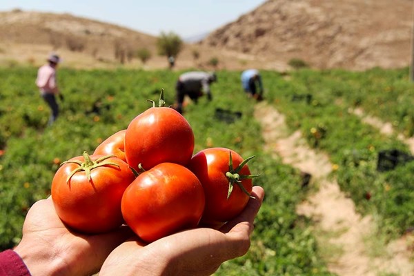 خرید ۴ هزار تُن گوجه از کشاورزان جنوب کرمان