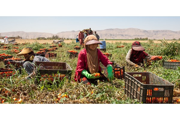 کرمان، پرچم‌دار زنان شاغل در بخش کشاورزی