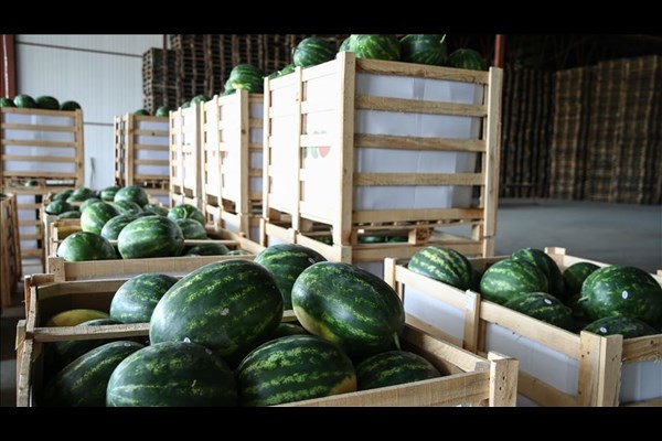هندوانه؛ محصول اول صادرات کشاورزی ایران 