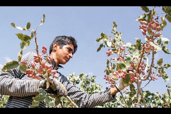 اعلام نرخ دستمزد کارگر پسته‌چین در رفسنجان 