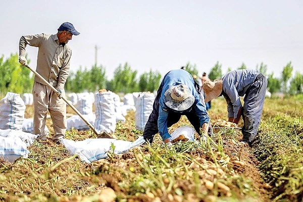 دو چالش اساسی کشاورزی