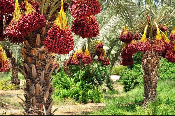 تولید ۲۵۰ هزار تن خرما در جنوب کرمان