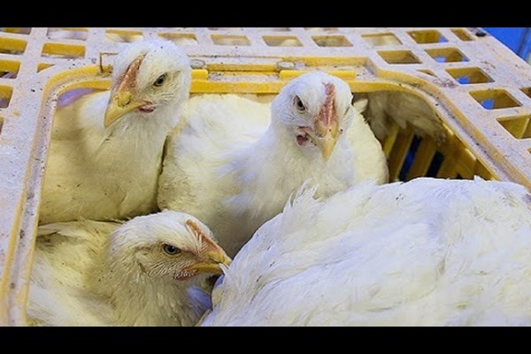 توقیف سومین محموله مرغ قاچاق در کرمان