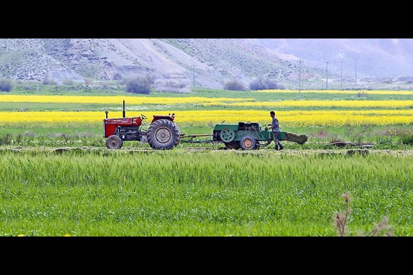 الگویی که به کشت نرسید