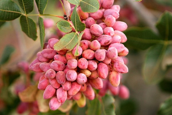 تصمیم «بودار» کانادا