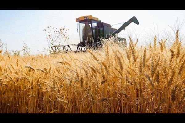 خرید تضمینی گندم در استان کرمان