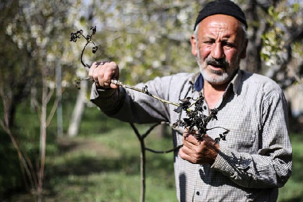 احتمال سرمازدگی محصولات کشاورزی در کرمان