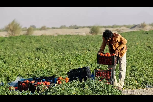 ۳۰ درصد محصولات تبدیل به ضایعات می‌شود