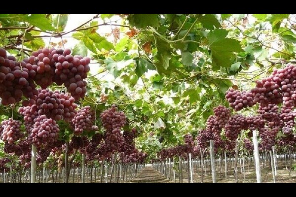 برداشت انگور نوبرانه در جنوب کرمان
