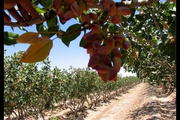آغاز برداشت پسته در جنوب کرمان