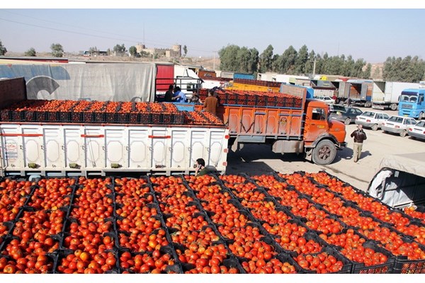 افزایش عوارض صادرات گوجه‌فرنگی 
