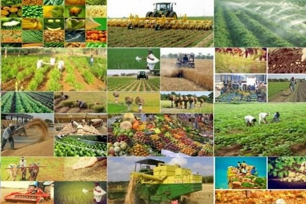 اجرای الگوی کشت در ۶۰درصد زمین‌های کشاورزی