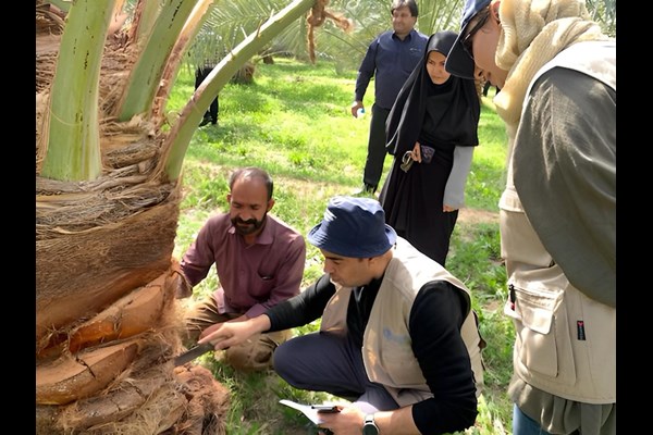 40 درصد خسارت کشاورزی ایران ناشی از آفات