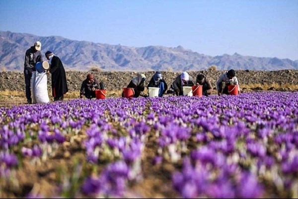 دهمین جشنواره زعفران زرند برگزار می‌شود