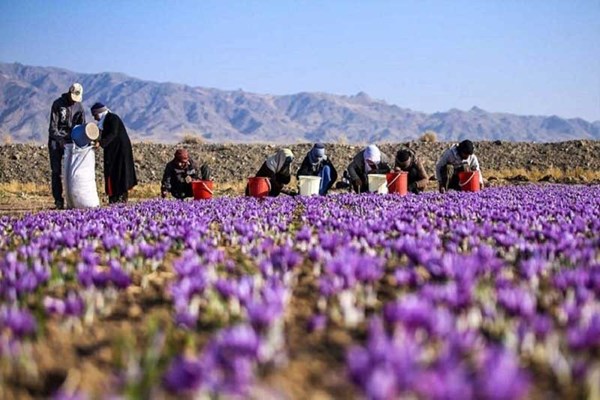 زرند بزرگ‌ترین تولیدکننده زعفران استان کرمان