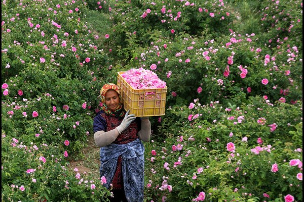 برداشت گل از 2950 هکتار گلستان بردسیر
