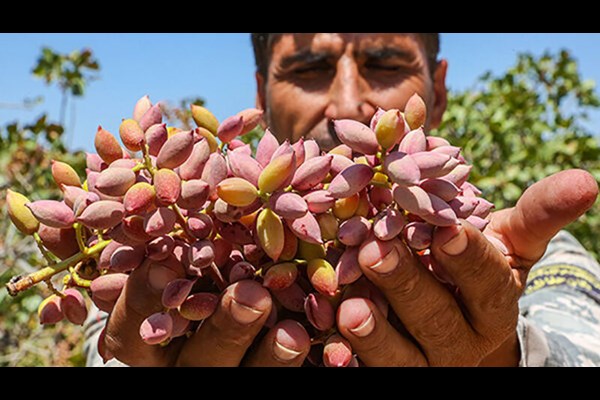 جزئیات نهمین جشن ملی پسته
