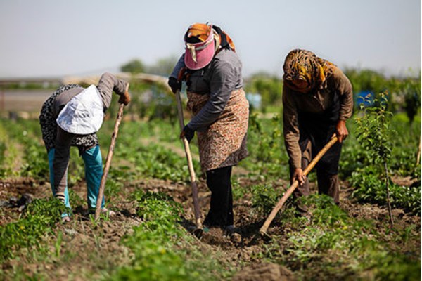 «زنان کشاورز»در معرض بیشترین ناامنی شغلی