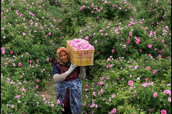 برداشت ۳۰ تن گل محمدی در شهرستان رفسنجان