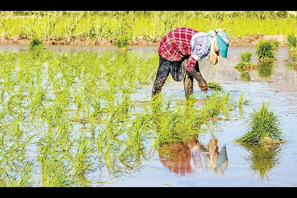 حذف طبقاتی برنج ایرانی