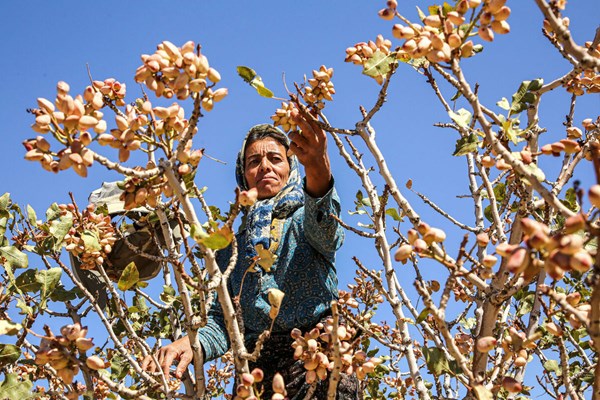 کورسوی نجات پسته ایران