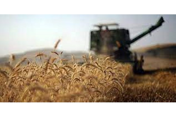 خرید گندم در کرمان ۴۰ درصد افزایش یافت