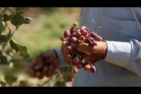 صادرات پسته ایران به اروپا برقرار است