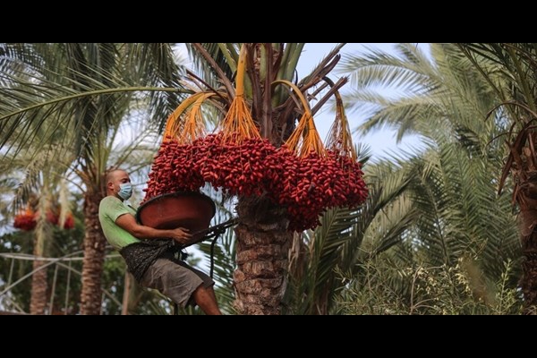 برداشت خرما آغاز شد