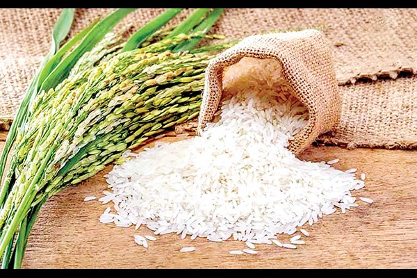 سقوط آزاد مصرف برنج در ایران