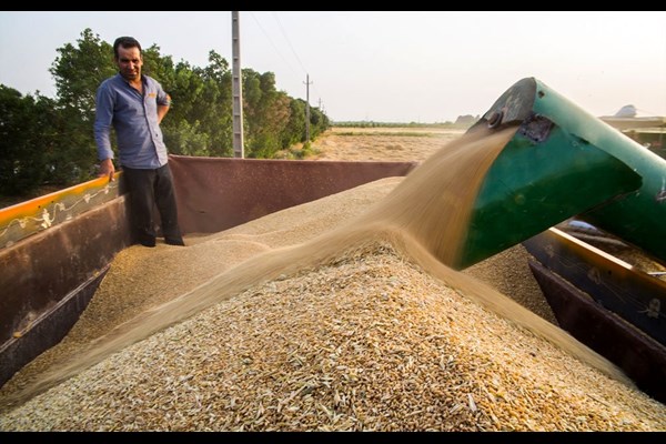 ۹۰ هزار تن گندم در کرمان خریداری شد
