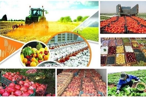 دو میلیون تن؛ تولید سالانه کشاورزی شمال کرمان 