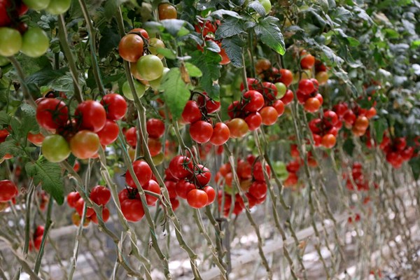 توسعه گلخانه‌ها روی کاغذ باقی ماند