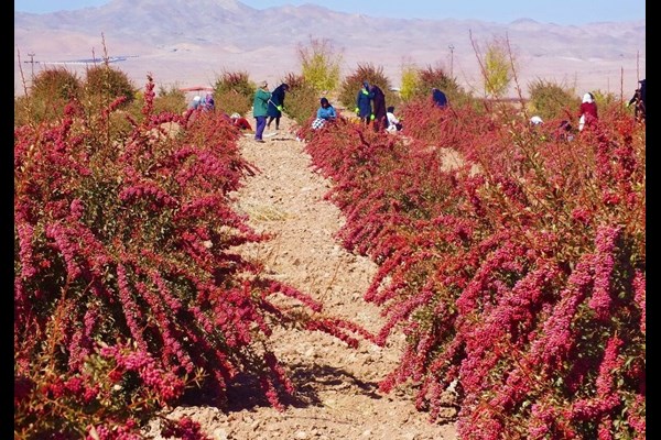 برداشت زرشک در زرند آغاز شد